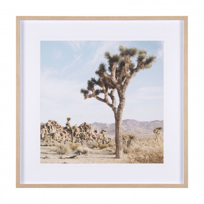 Mercana - Joshua Tree