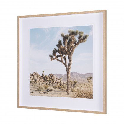 Mercana Joshua Tree 3