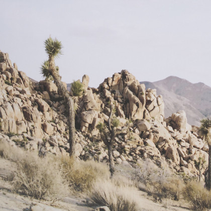 Mercana Joshua Tree 3