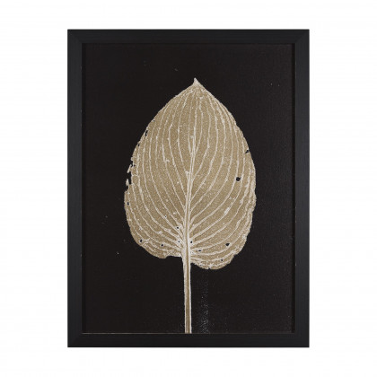 Mercana - Hosta B