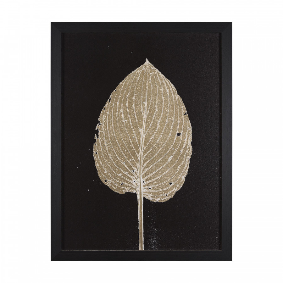 Mercana Hosta C