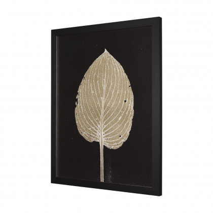 Mercana Hosta C