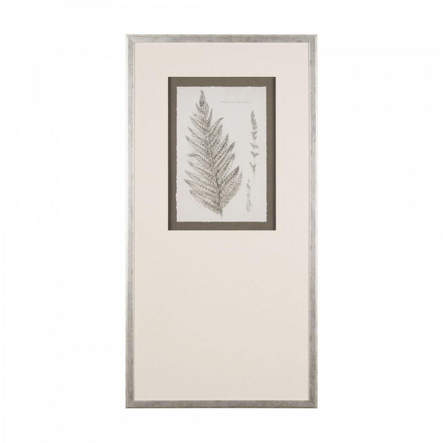 Mercana - Fern Study