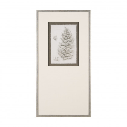 Mercana - Fern Study