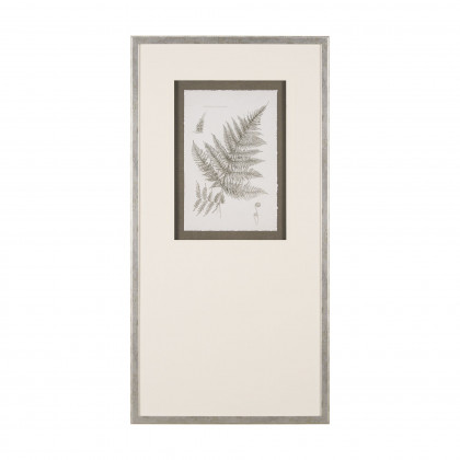 Mercana - Fern Study
