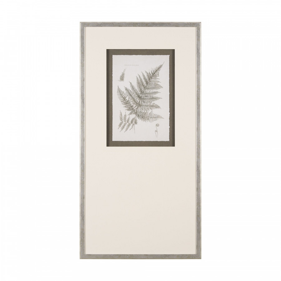 Mercana Fern Study III (Pteridium Aquilinum)