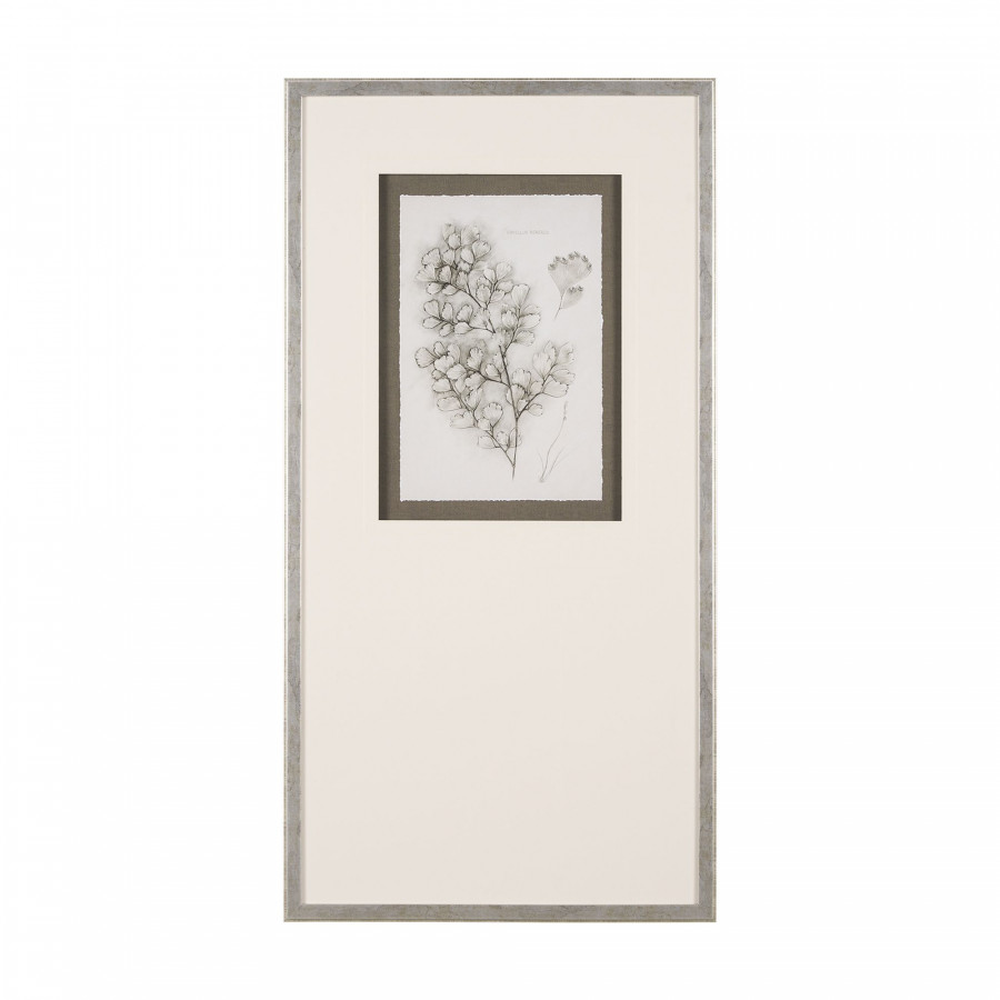 Mercana Fern Study IV (Capillus Veneris)