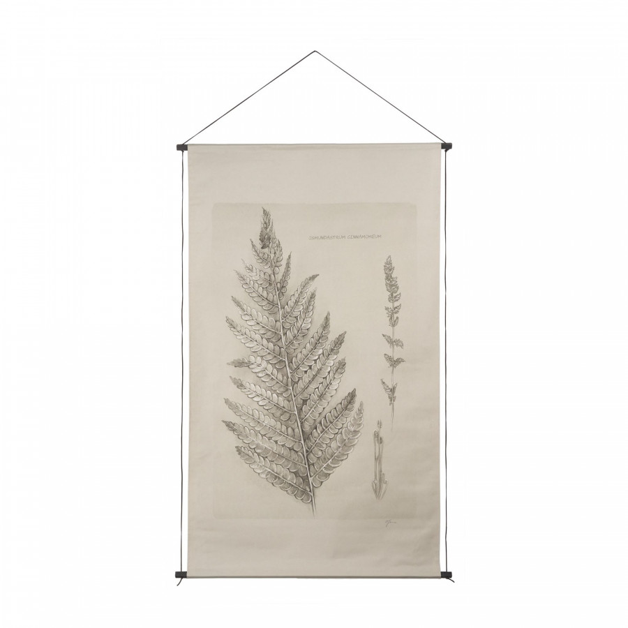 Mercana - Fern Study (Osmundastrum Cinnamomeum)