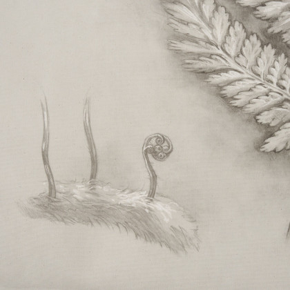 Mercana Fern Study II (Davallia Fejeensis) – 15513