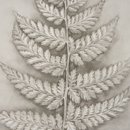 Mercana Fern Study II (Davallia Fejeensis) – 15513