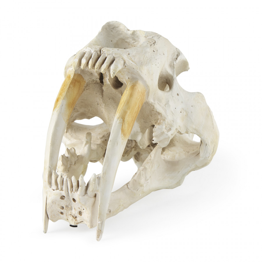 Mercana - Fozzil Object in Beige, Resin