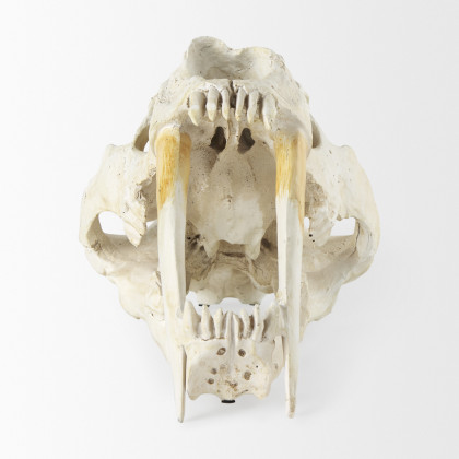 Mercana - Fozzil Object in Beige, Resin