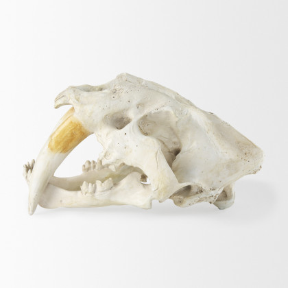 Mercana - Fozzil Object in Beige, Resin