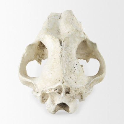 Mercana - Fozzil Object in Beige, Resin
