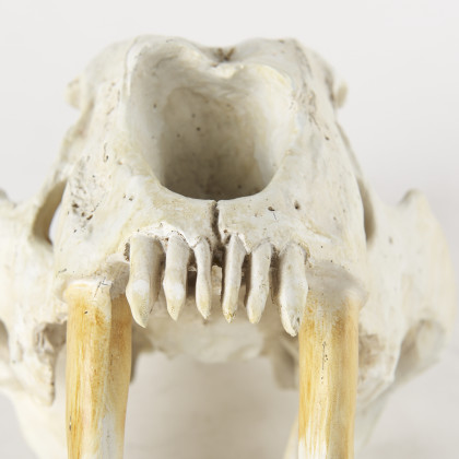 Mercana - Fozzil Object in Beige, Resin