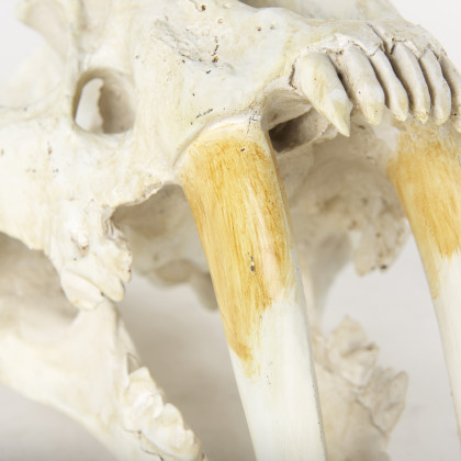 Mercana - Fozzil Object in Beige, Resin