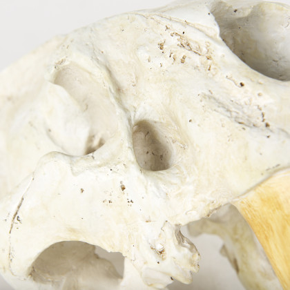 Mercana - Fozzil Object in Beige, Resin