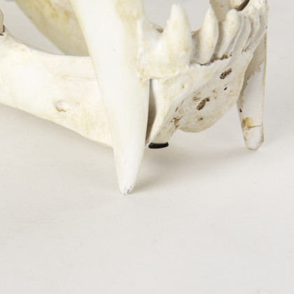 Mercana - Fozzil Object in Beige, Resin