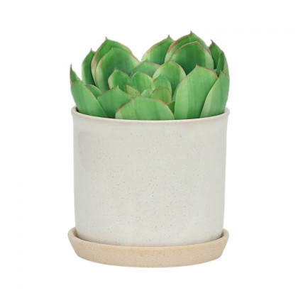 Sagebrook - 6"/8" Ceramic Planters With Saucer (Set Of 2) in Beige