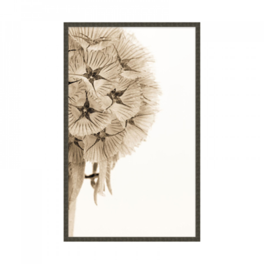 Theodore Alexander - Dawning Bloom I Wall Art