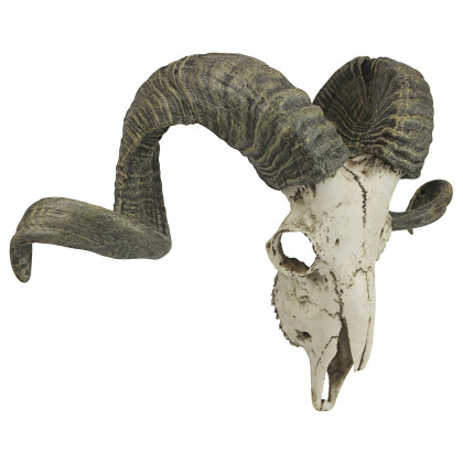 Toscano - Corsican Ram Skull and Horns Trophy Wall Sculpture