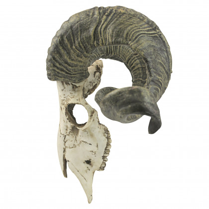 Toscano - Corsican Ram Skull and Horns Trophy Wall Sculpture