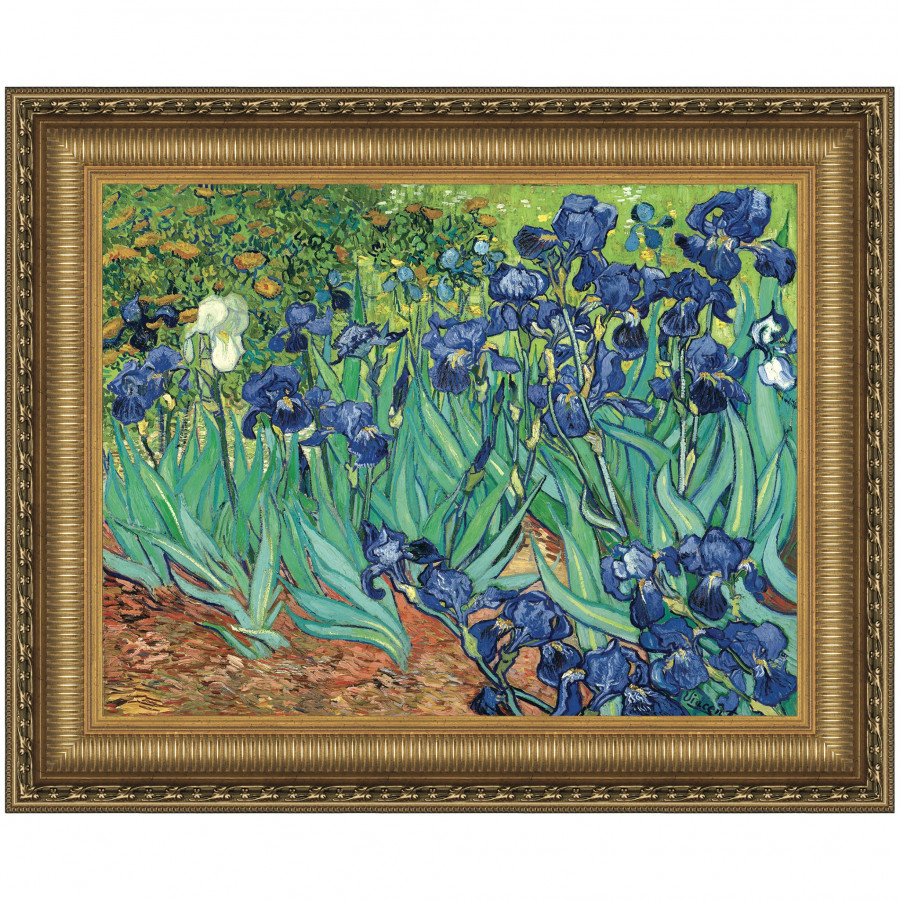 Toscano - Irises Framed Canvas Replica Painting