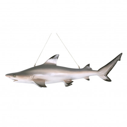 Toscano - Blacktip Shark Ceiling Mount Trophy Sculpture