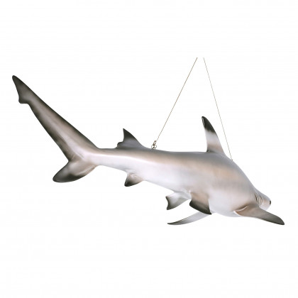 Toscano - Blacktip Shark Ceiling Mount Trophy Sculpture