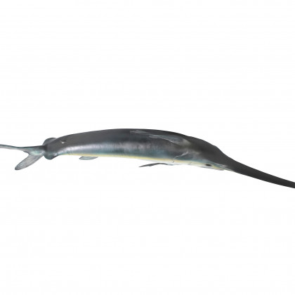 Toscano - Swordfish Wall Mount Trophy Sculpture