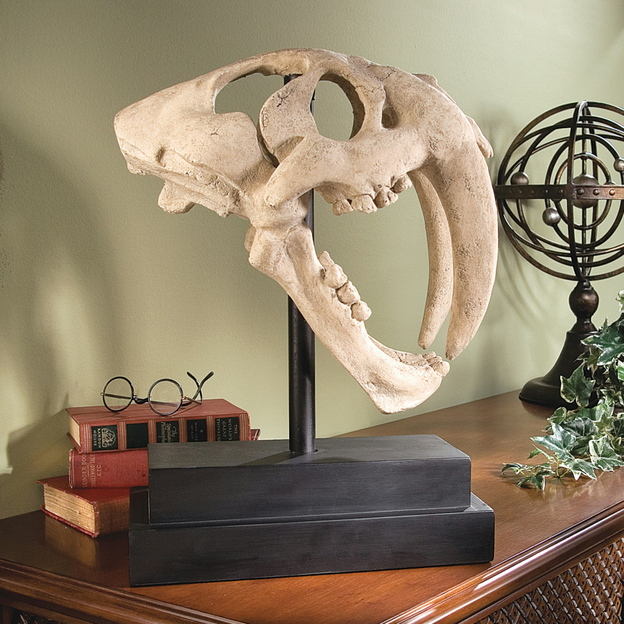 Toscano - Saber-Toothed Tiger Skull Artifact