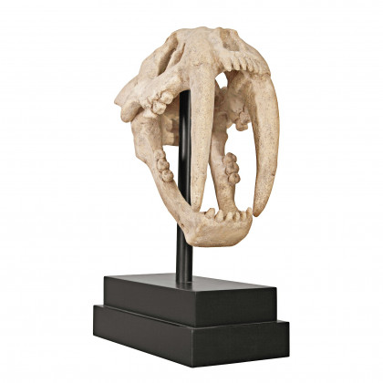 Toscano - Saber-Toothed Tiger Skull Artifact