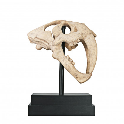 Toscano - Saber-Toothed Tiger Skull Artifact