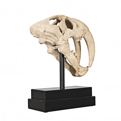 Toscano - Saber-Toothed Tiger Skull Artifact