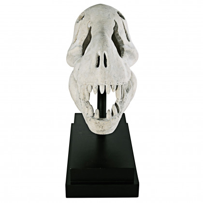 Toscano - T-Rex Dinosaur Skull Fossil Statue on Museum Mount