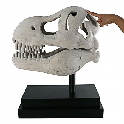 Toscano - T-Rex Dinosaur Skull Fossil Statue on Museum Mount