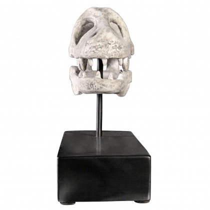 Toscano - Velociraptor Dinosaur Skull Fossil Statue on Museum Mount