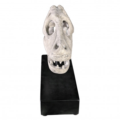 Toscano - Velociraptor Dinosaur Skull Fossil Statue on Museum Mount