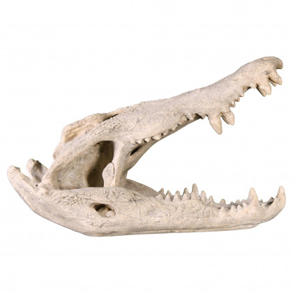 Toscano - Crocodile Skull Sculptural Artifact