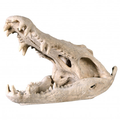 Toscano - Crocodile Skull Sculptural Artifact