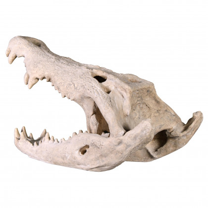 Toscano - Crocodile Skull Sculptural Artifact