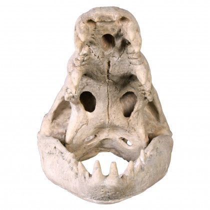 Toscano - Crocodile Skull Sculptural Artifact