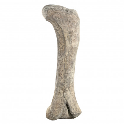 Toscano - Apatosaurus Femur Bone Fossil Statue