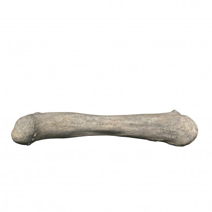 Toscano - Apatosaurus Femur Bone Fossil Statue