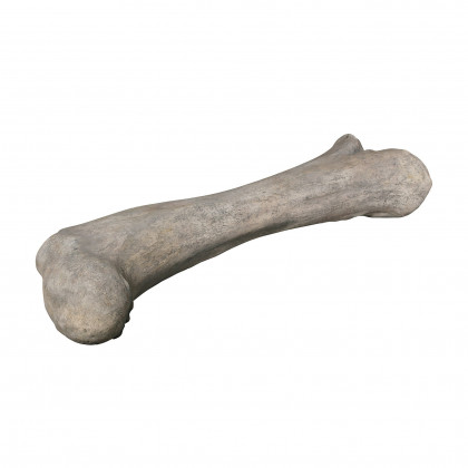 Toscano - Apatosaurus Femur Bone Fossil Statue