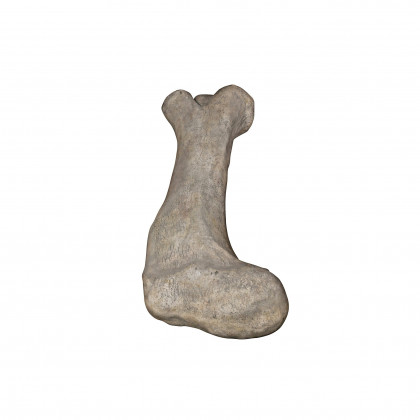 Toscano - Apatosaurus Femur Bone Fossil Statue