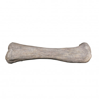 Toscano - Apatosaurus Femur Bone Fossil Statue