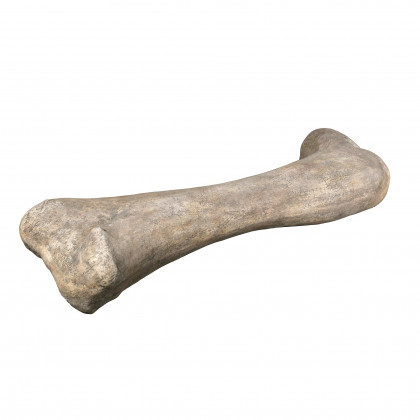 Toscano - Apatosaurus Femur Bone Fossil Statue