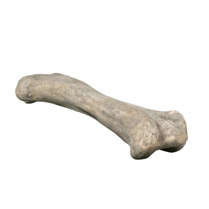 Toscano - Apatosaurus Femur Bone Fossil Statue