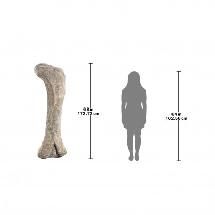 Toscano - Apatosaurus Femur Bone Fossil Statue